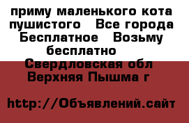 приму маленького кота пушистого - Все города Бесплатное » Возьму бесплатно   . Свердловская обл.,Верхняя Пышма г.